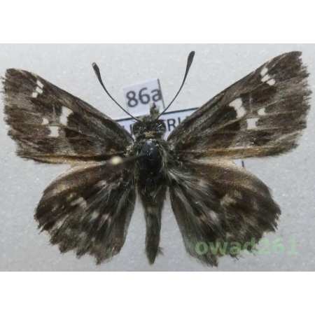 Muschampia orientalis (Reverdin, 1913) Bulgaria86a